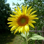 Sunflower profile-c